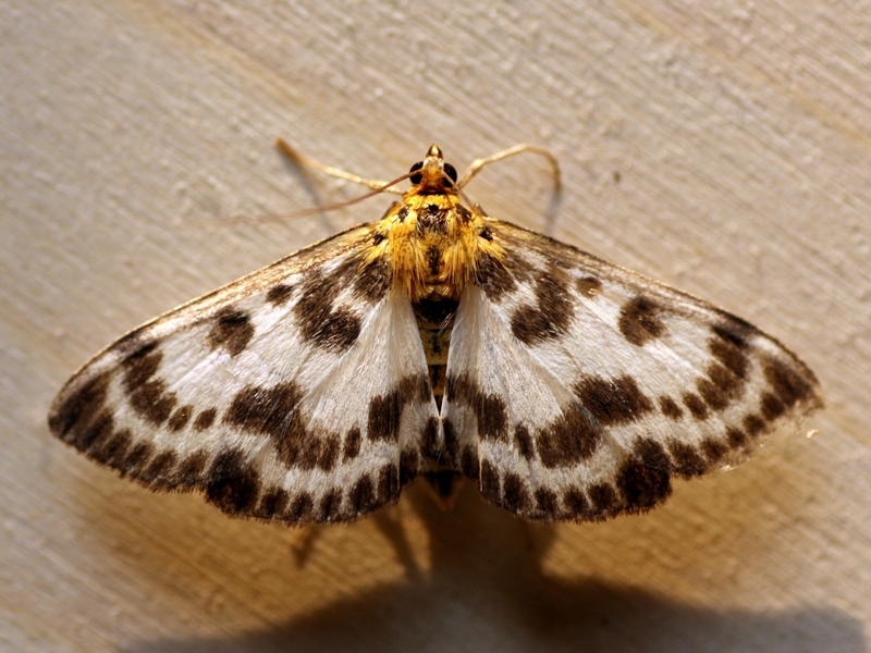 Un bel Crambidae:Anania hortulata